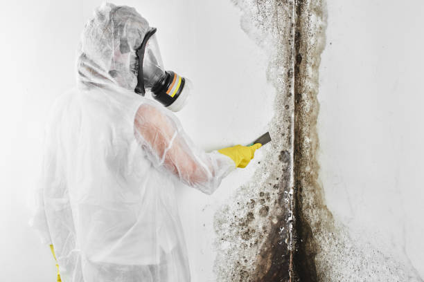 Best Mold Testing  in Wiggins, CO