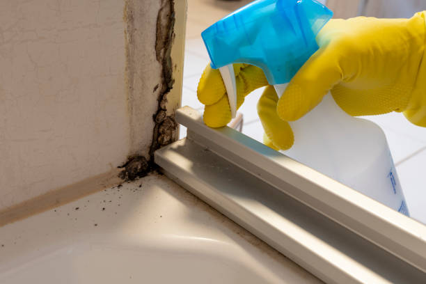 Attic Mold Removal in Wiggins, CO