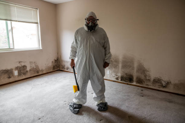 Best Black Mold Removal  in Wiggins, CO