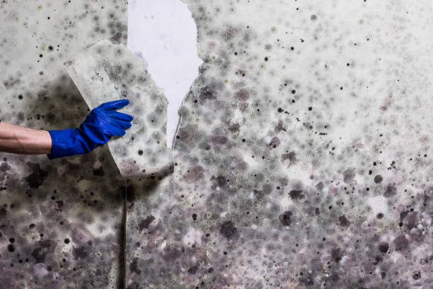 Best Mold Testing  in Wiggins, CO