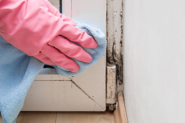 Best Mold Testing  in Wiggins, CO