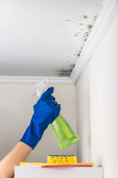 Professional Mold Removal in Wiggins, CO